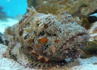 Cá mặt quỷ: Hung thần đại dương hóa đặc sản yêu thích của du khách Cá mặt quỷ: Hung thần đại dương hóa đặc sản yêu thích của du khách