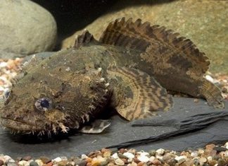 Trải nghiệm món ăn đặc sản cá Mao Ếch ở Cần Giờ