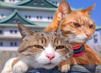 Du lịch Nhật Bản ghé qua đảo mèo Aoshima có gì hấp dẫn? Du lịch Nhật Bản ghé qua đảo mèo Aoshima có gì hấp dẫn?